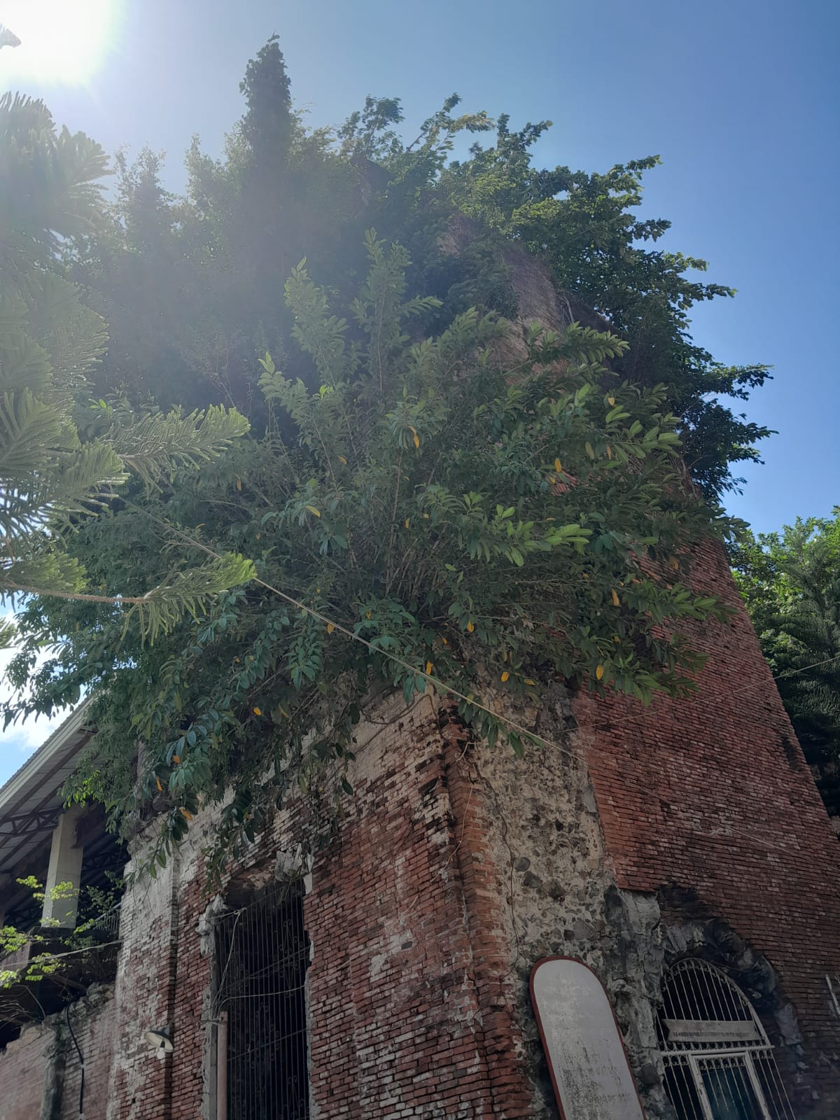 The bellfry remnant of the ruined Janiuay Church. Foilage remains with trees springing out of the bellfry's various points. Access to the ruin's inside is restricted because of the recent September 2025 earthquake.