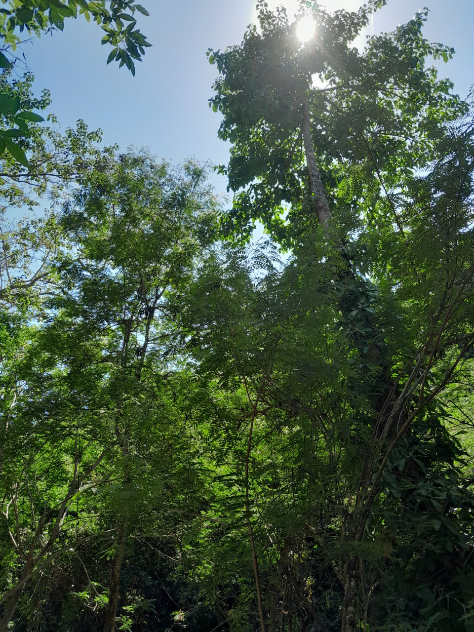 You can feel a sense of tranquility during your stay at the spring. Being far from the city, the foilage remains almost untouched by human activity. It definitely is a good place to relax and have deep conversations with your family and friends.