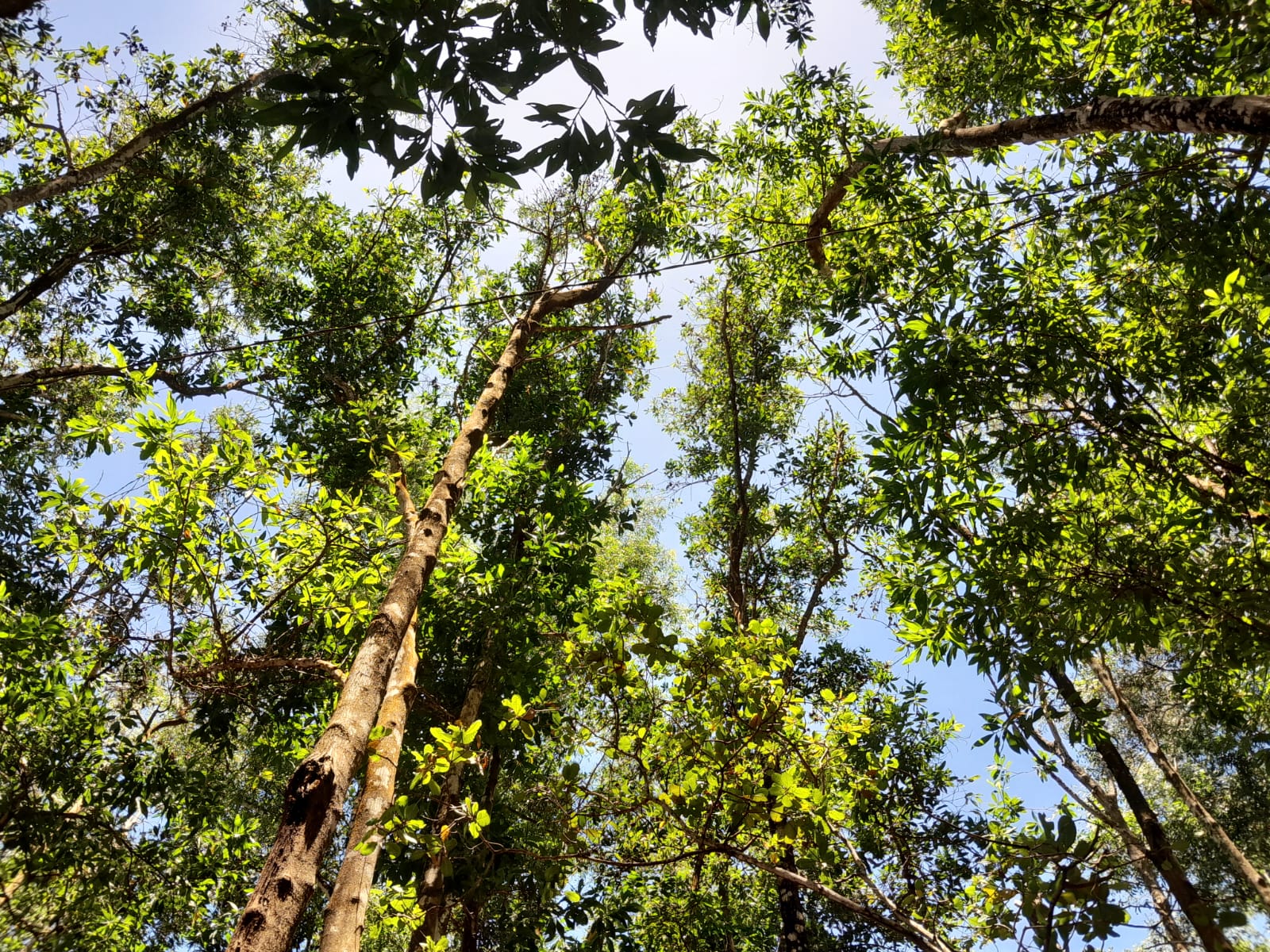Looking up between the Acacia trees and you get a beautiful view of the sun rays illuminating the tree's leaves.
